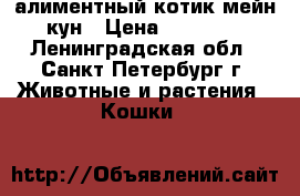 алиментный котик мейн-кун › Цена ­ 25 000 - Ленинградская обл., Санкт-Петербург г. Животные и растения » Кошки   